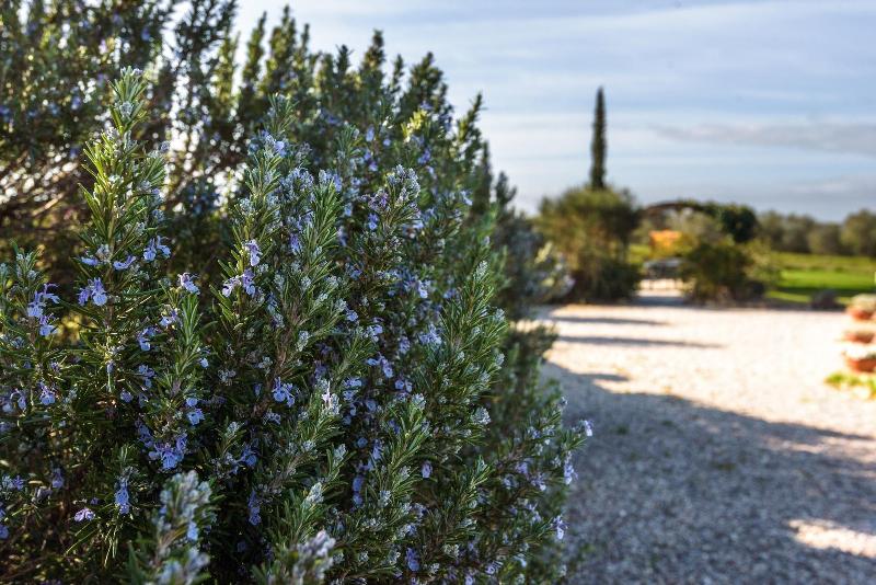 Agriturismo Il Macchione - Genel