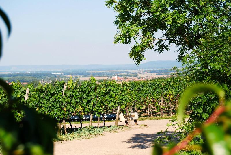 Landhotel & Weingasthof Schwarzer Adler - Genel