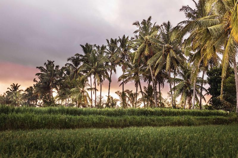The Luxe Ubud, a Boutique Hotel - Oda
