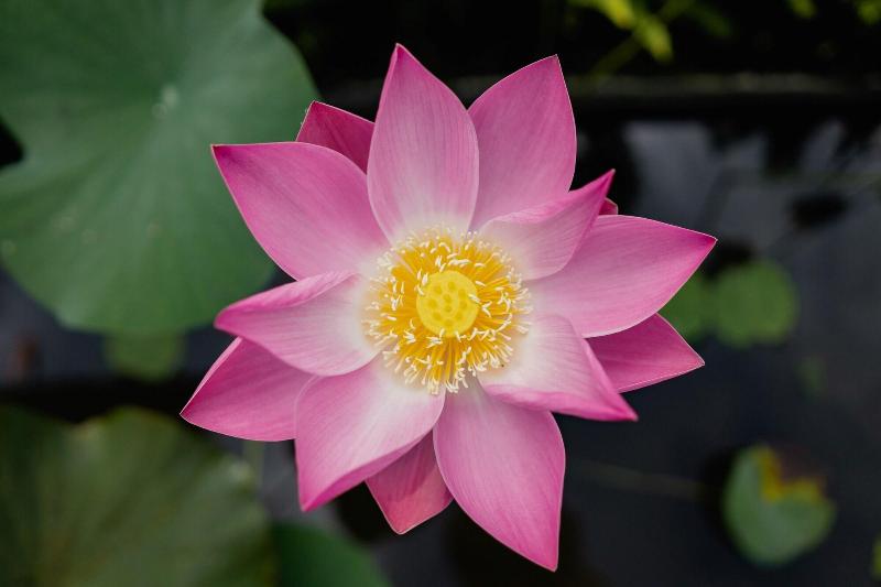 Alam Shanti - Oda