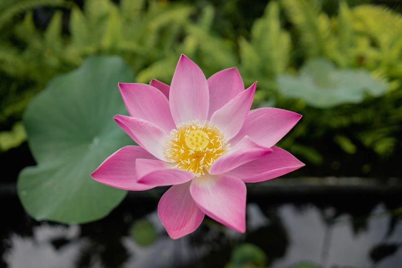 Alam Shanti - Oda