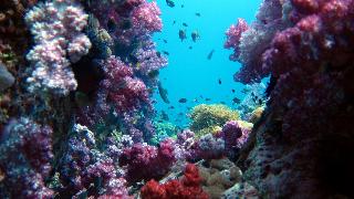Forra Diving Resort - Sunrise Beach - Koh Lipe fotoÄŸrafÄ±