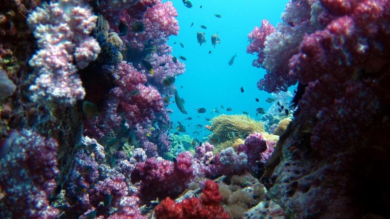 Forra Diving Resort - Sunrise Beach - Koh Lipe - Aktivite