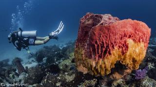 Forra Diving Resort - Sunrise Beach - Koh Lipe fotoÄŸrafÄ±