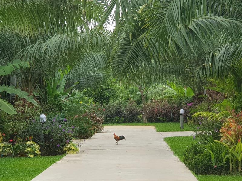 Palm Pran Resort - Genel