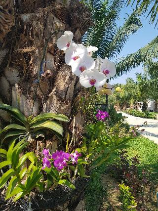 Palm Pran Resort fotoÄŸrafÄ±