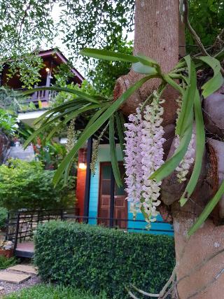 Baan Suan Hill Resort fotoÄŸrafÄ±
