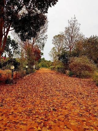 Davinci Di Khao Yai fotoÄŸrafÄ±