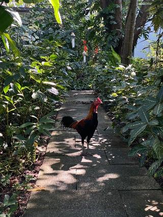 Le Cochet De Nimman fotoÄŸrafÄ±