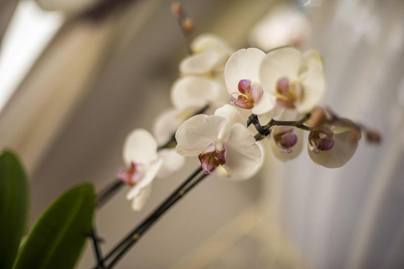 Trastevere Royal Suite - Oda