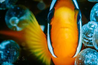 Bliss Dhigurah fotoÄŸrafÄ±