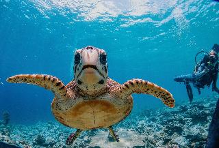 Bliss Dhigurah fotoÄŸrafÄ±