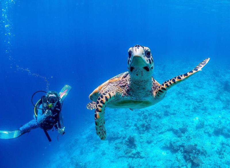 Bliss Dhigurah - Aktivite