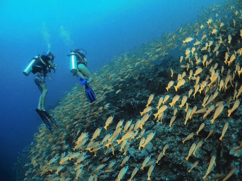 Bliss Dhigurah - Aktivite