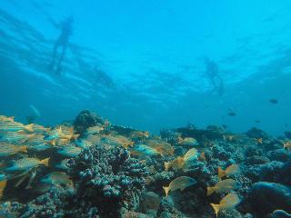 Bliss Dhigurah fotoÄŸrafÄ±