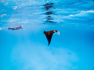 Bliss Dhigurah fotoÄŸrafÄ±