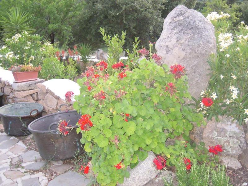 Agriturismo Camisadu - Genel