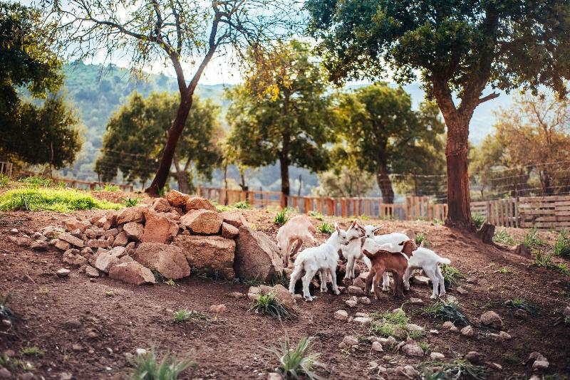 Agriturismo Camisadu - Genel