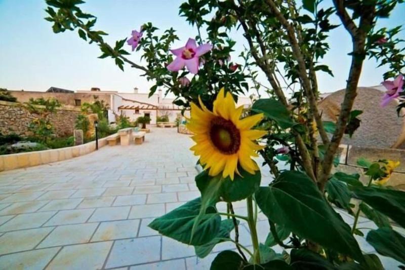 Masseria Cinti - Genel