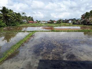 Villa Kirani Ubud fotoÄŸrafÄ±
