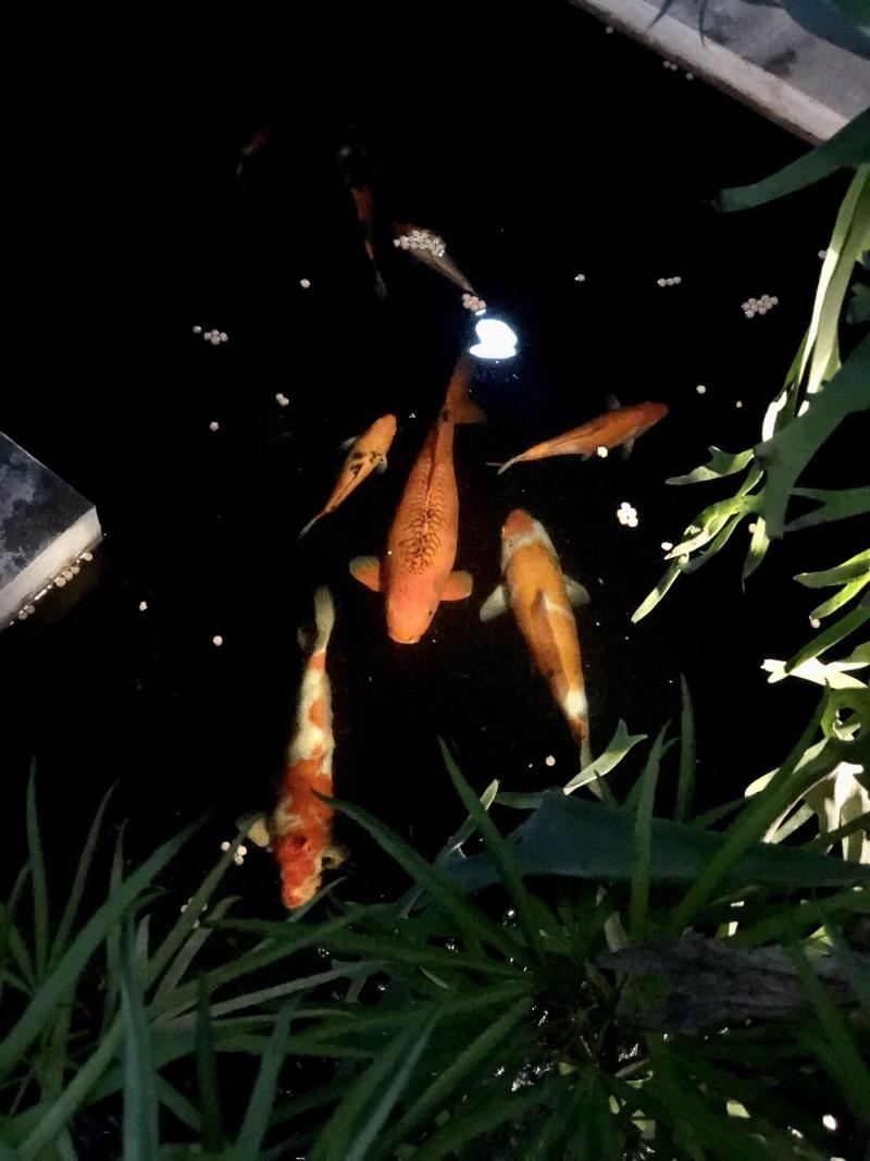 The Hidden Bali Inn - Genel