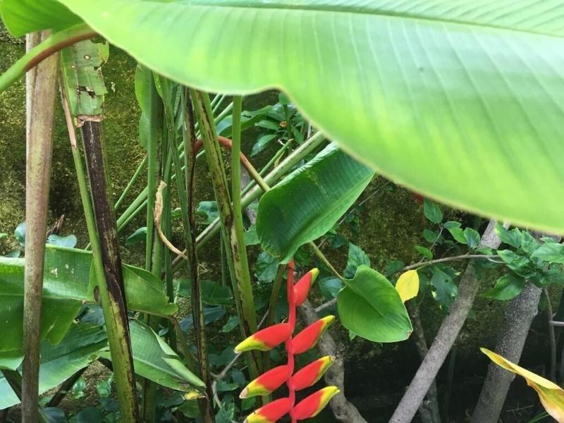 Gili Nyepi - Genel