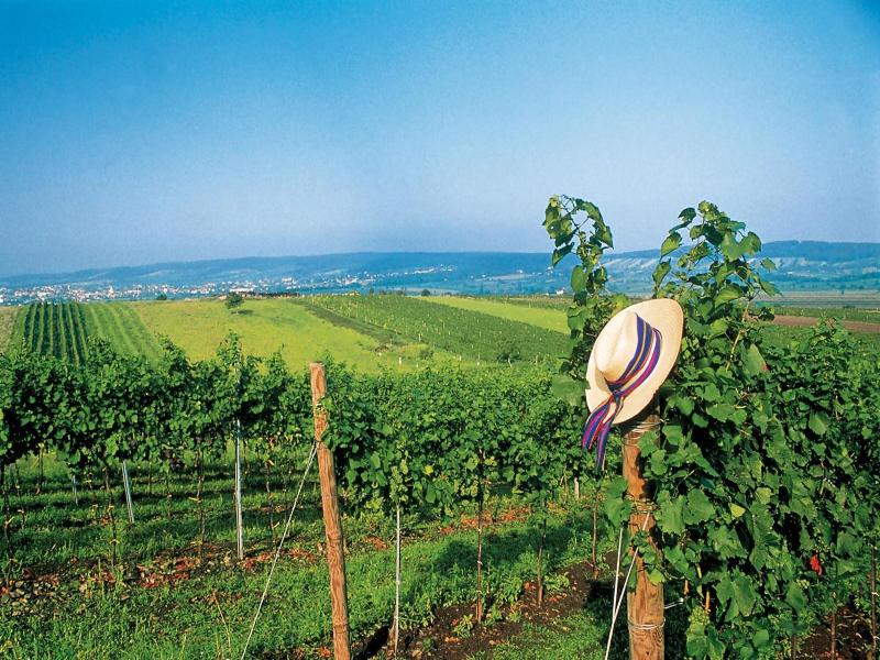 Panoramahof Loipersdorf - Genel