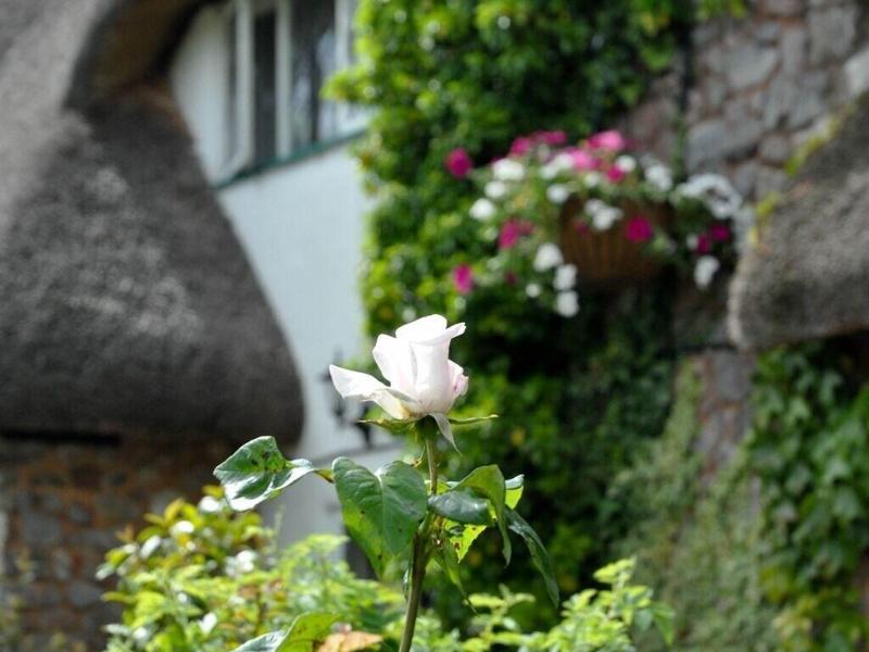 Greyhound Country Inn - Genel
