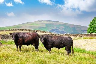 The Dalesman Country Inn fotoÄŸrafÄ±