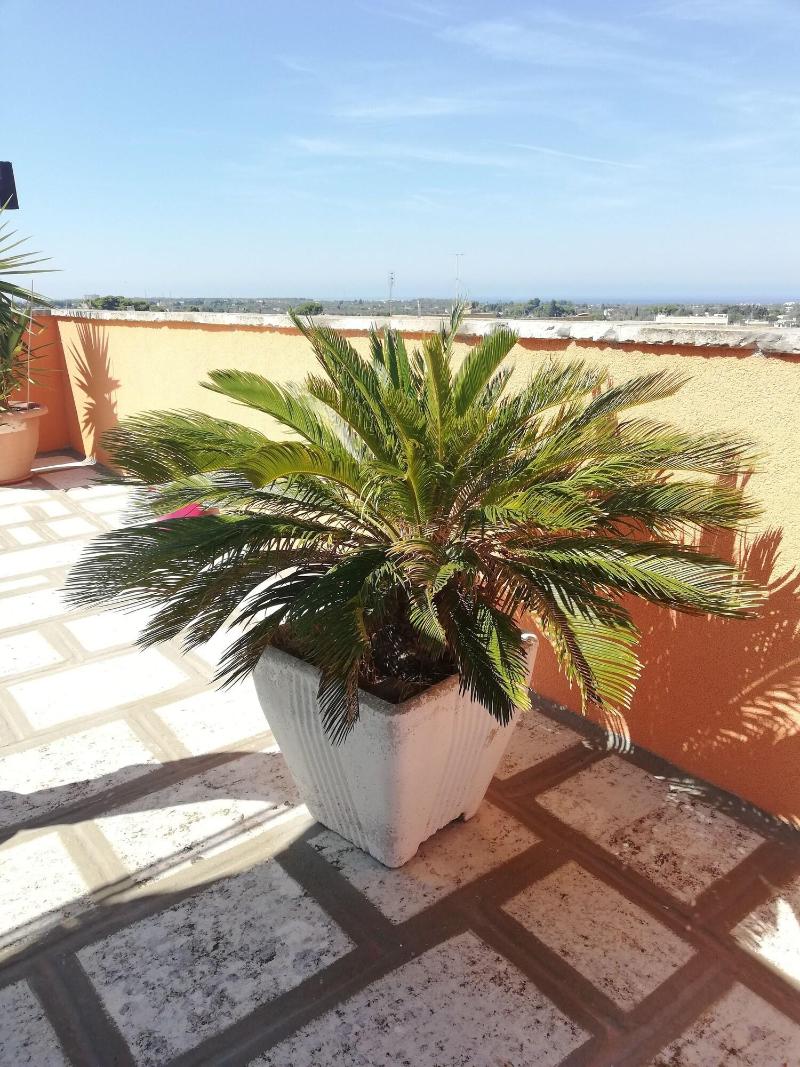 Mirage B&B - Teras