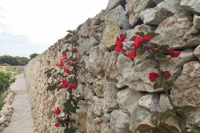 Masseria Gelsi - Genel