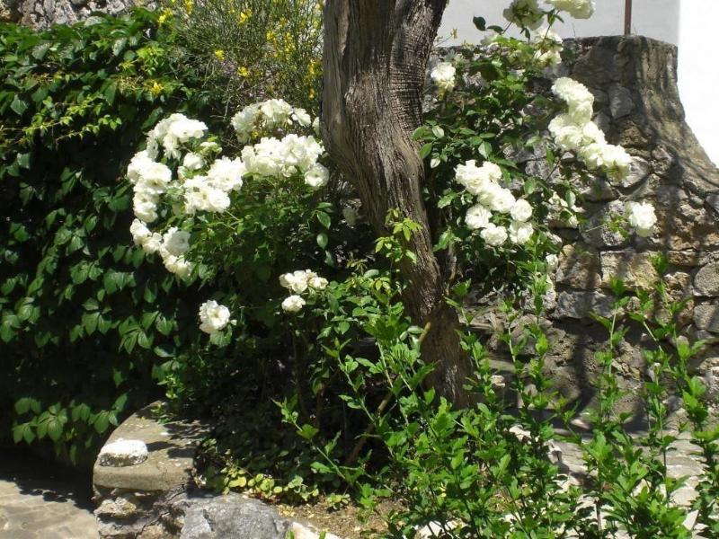 Casa Augusto - Genel