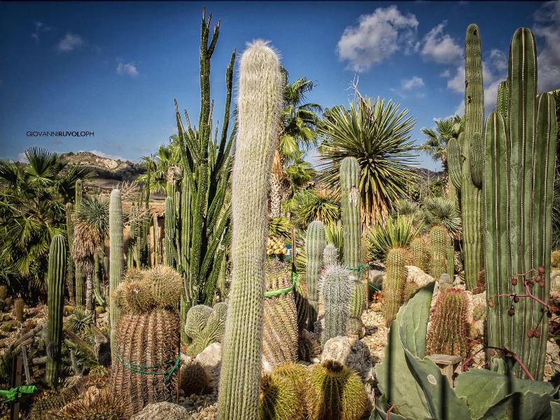 Relais Garden Cactus B&B - Genel