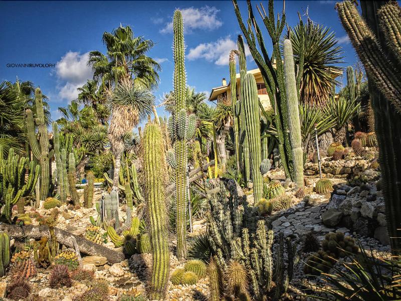 Relais Garden Cactus B&B - Genel