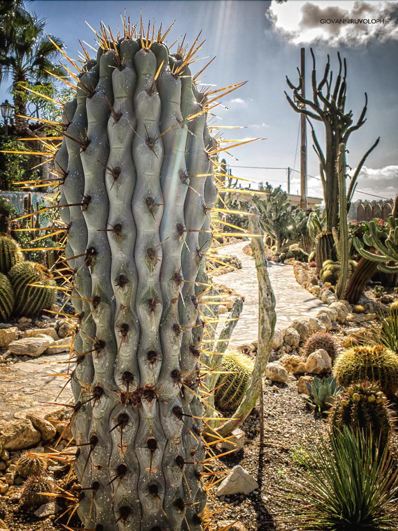 Relais Garden Cactus B&B - Genel