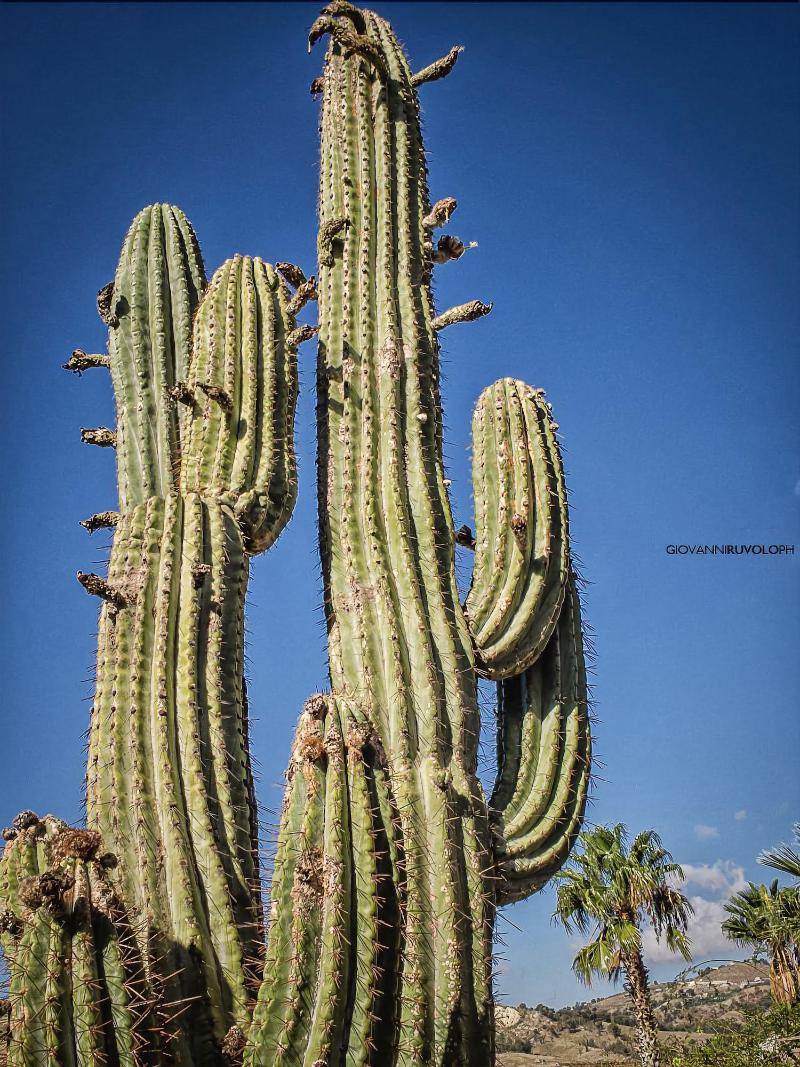 Relais Garden Cactus B&B - Genel