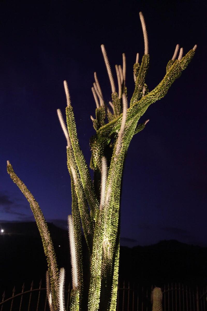 Relais Garden Cactus B&B - Genel