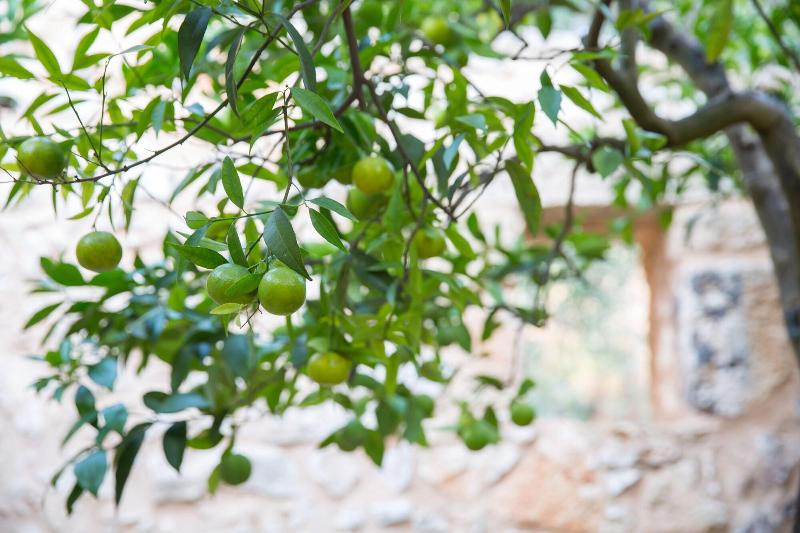 Masseria Saietti - Genel