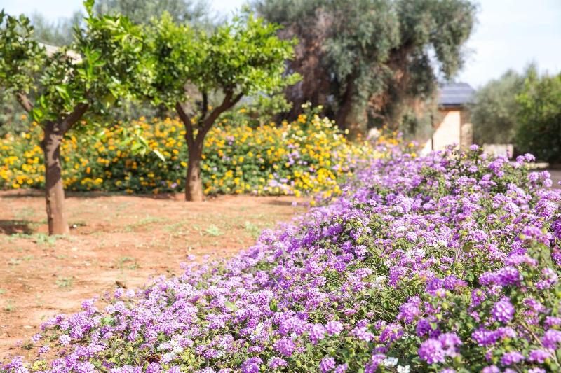 Masseria Saietti - Genel