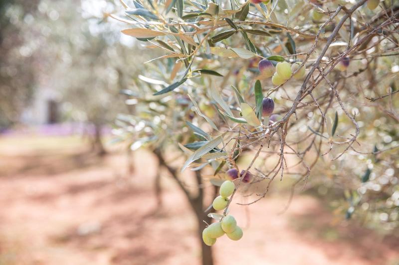 Masseria Saietti - Genel
