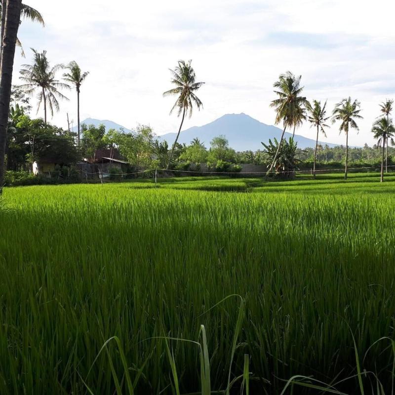 De Lungguh Family Homestay - Genel