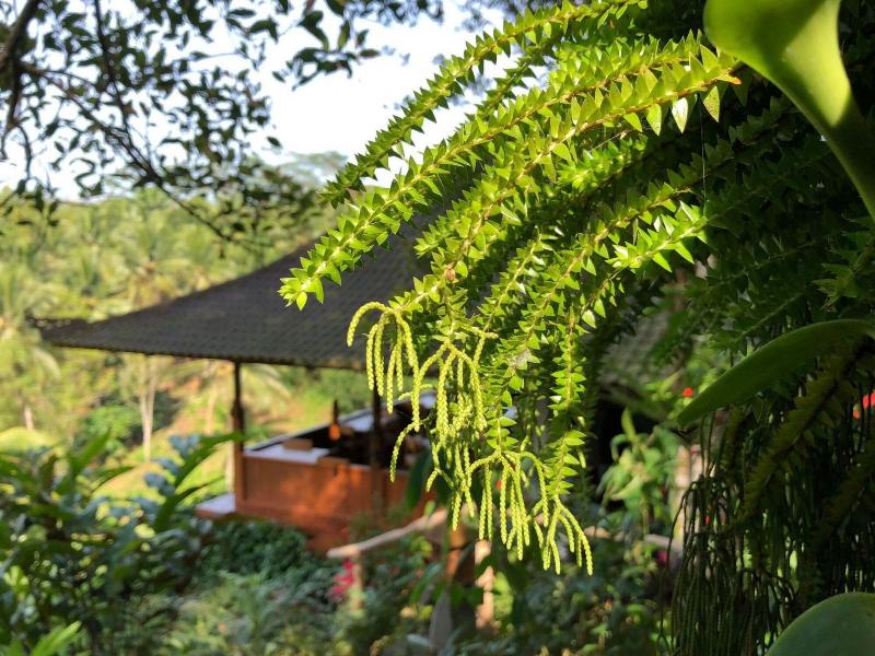 Clove Tree Hill - Restoran