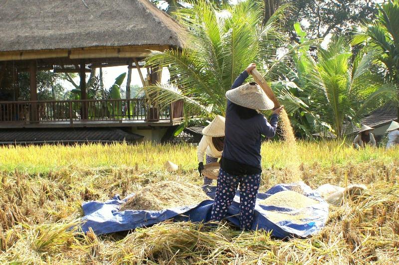 Prashanti Ubud - Genel