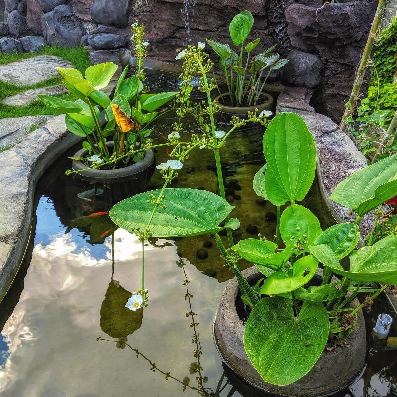 Ohana Retreat Bali - Genel