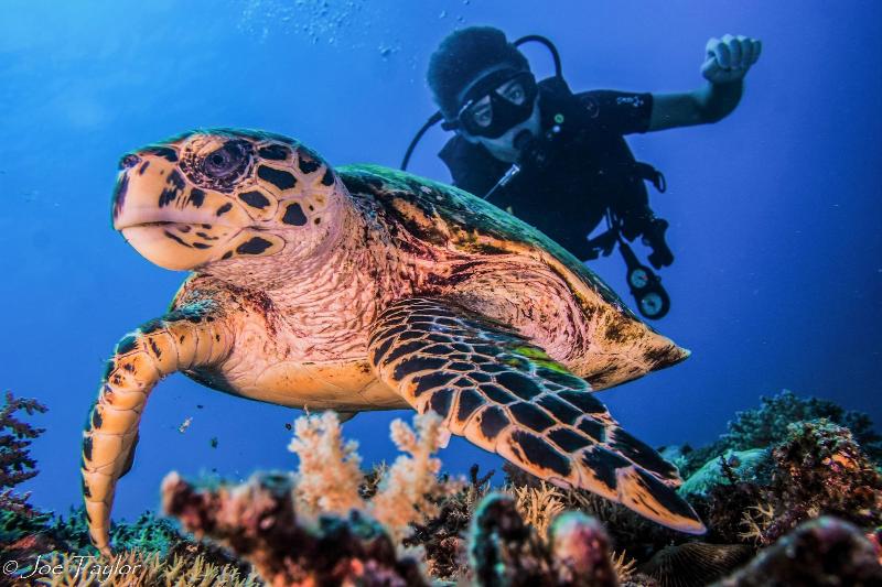Lutwala Dive And Bungalows - Aktivite