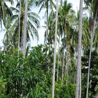 Baan Sawan Samui Resort fotoÄŸrafÄ±
