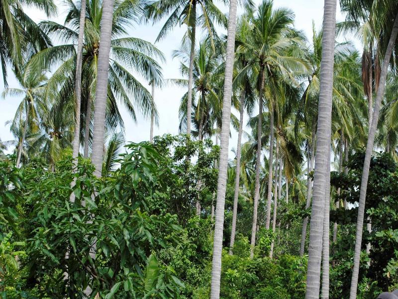 Baan Sawan Samui Resort - Genel