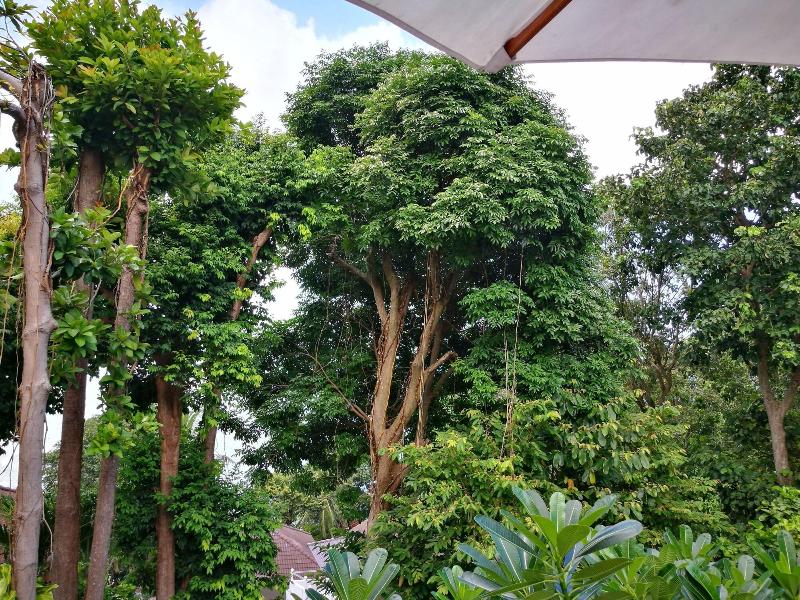 On The Hill Karon Resort - Genel