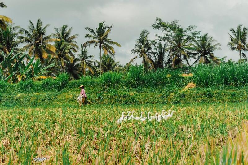 Hoshinoya Bali - Aktivite
