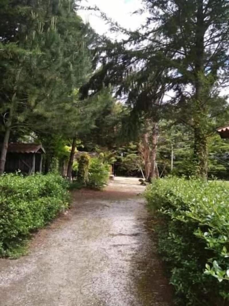 Quinta Sul America - Genel